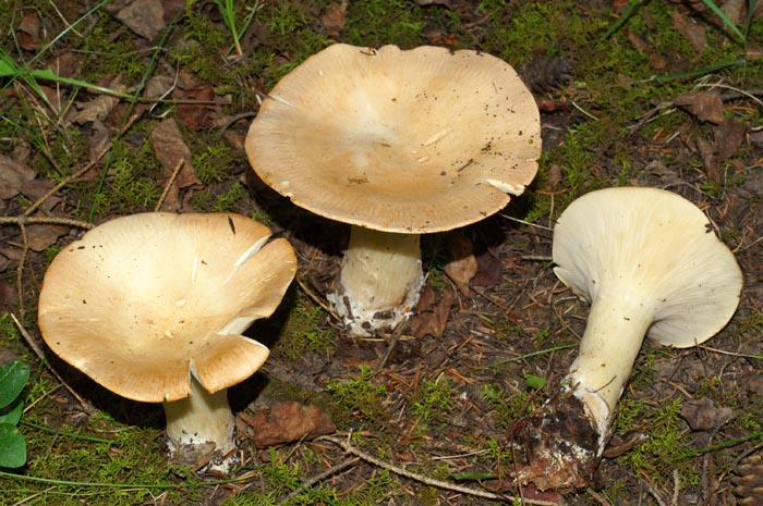 Clitocybe maxima